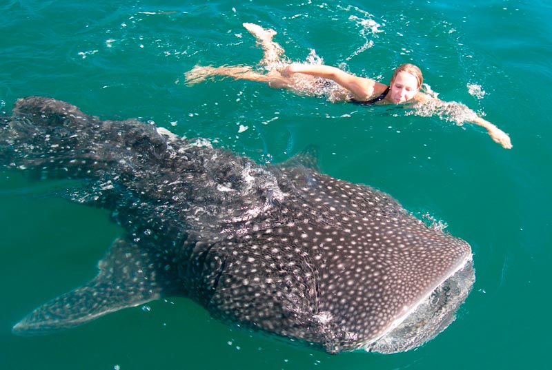 ocean tours swim with whale sharks in cancun